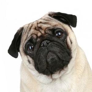 Pug