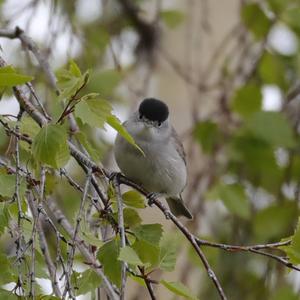 Blackcap