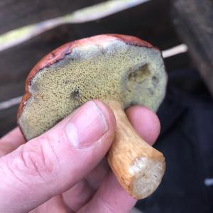 Bay Bolete