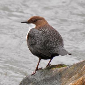 White-throated Dipper