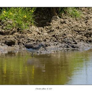 Green Sandpiper