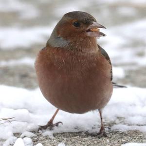 Eurasian Chaffinch