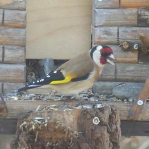 European Goldfinch