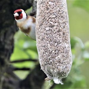 European Goldfinch