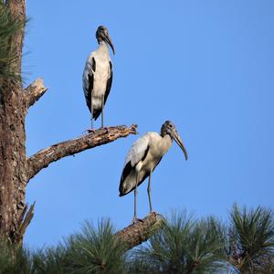 Wood Stork