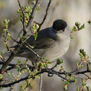 Blackcap