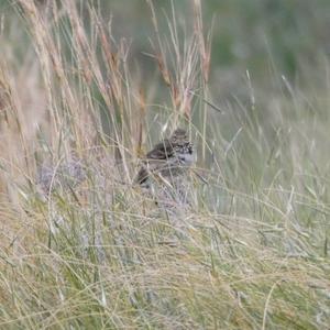 Meadow Pipit