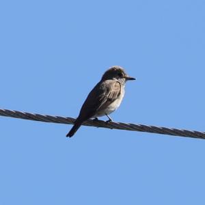 Spotted Flycatcher