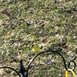 American Goldfinch