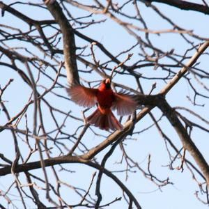 Northern Cardinal