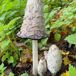 Shaggy Mane