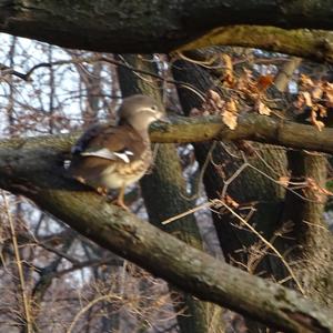 Mandarin Duck