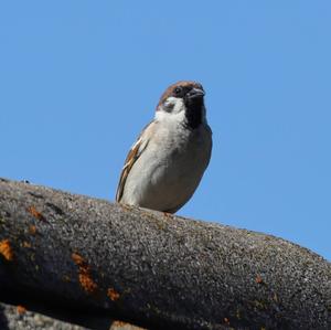 Eurasian Tree Sparrow