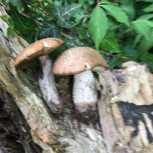 Orange Birch Bolete