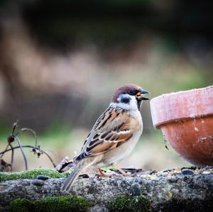 Eurasian Tree Sparrow