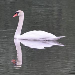 Mute Swan