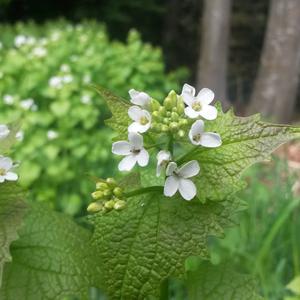 Garlic Mustard