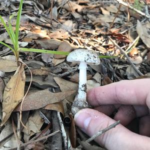 Destroying Angel