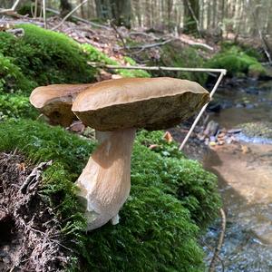 Summer Bolete