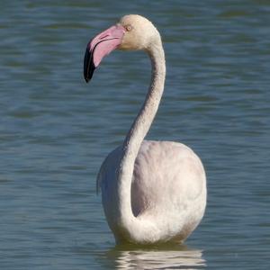 Greater Flamingo