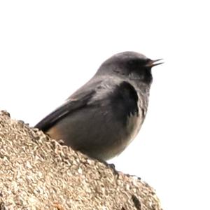 Black Redstart