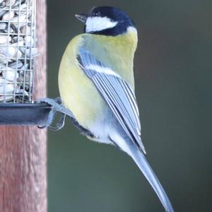 Great Tit