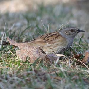 Hedge Accentor