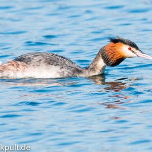 Great Crested Grebe