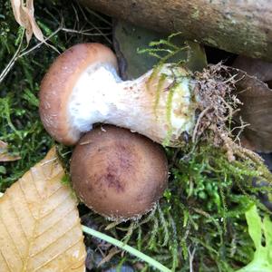 Wine-cap Stropharia