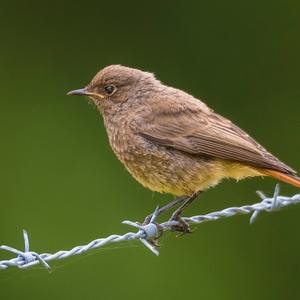 Black Redstart