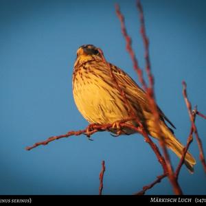 European Serin