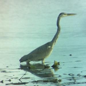 Grey Heron