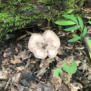 Fawn Mushroom