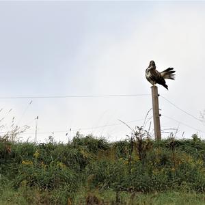 Common Buzzard