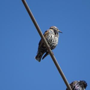 Common Starling