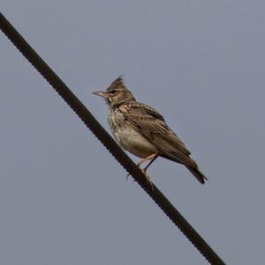 Thekla Lark