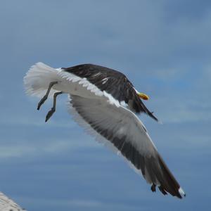 Great Black-backed Gull