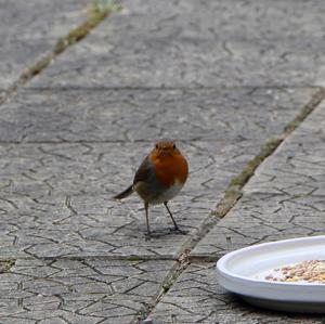 European Robin