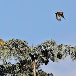 European Goldfinch