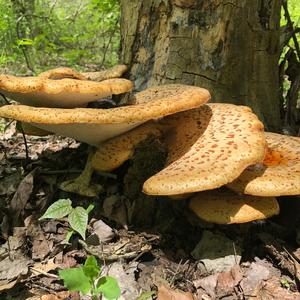 Dryad`s Saddle