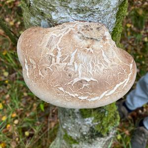 Tinder Polypore