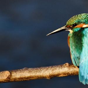 Common Kingfisher