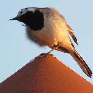 White Wagtail