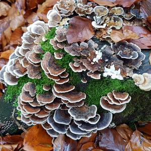 Turkey-tail