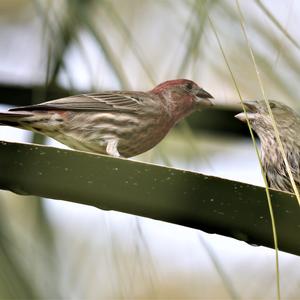 House Finch