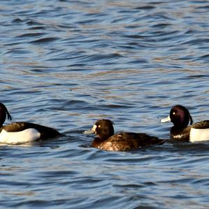 Tufted Duck