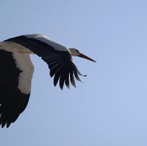 White Stork