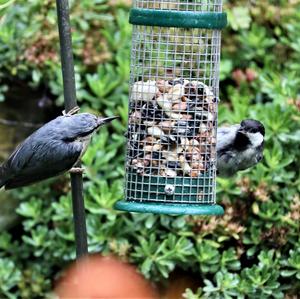 Wood Nuthatch