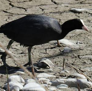 Bläßhuhn