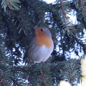 European Robin